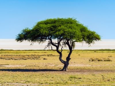 Lonely Acacia Tree (camelthorne) with blue sky background in Etosha National Park, Namibia. South Africa